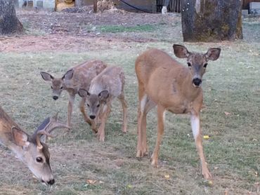 deer family