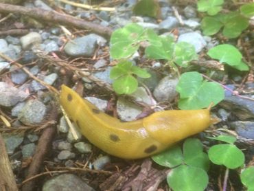 yellow slug