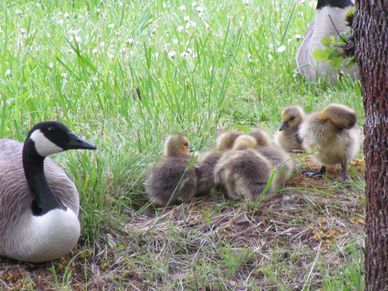 geese family nesting