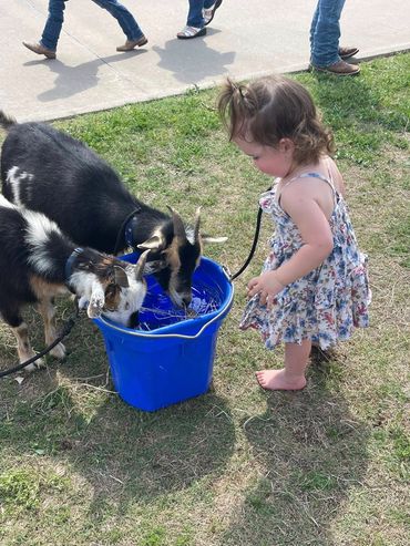 A little girl watching two goats drinking out of a bucket