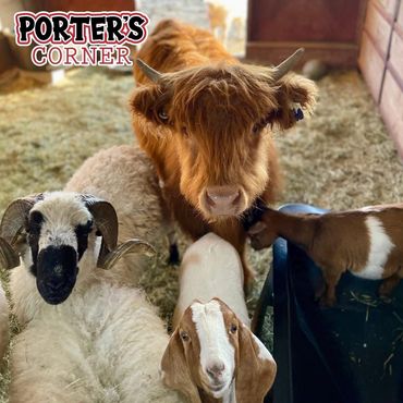 A Scottish cow, baby goat, adult goat, sheep with horns, and regular sheep facing the camera