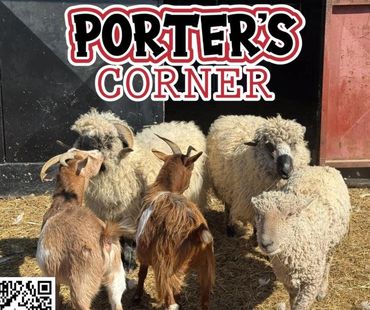 Three sheep and two goats huddled together