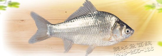 日本白鯽魚 白鯽苗 大阪鯽 五郎鯽 河內鯽 大孤鯽 日本進口白鯽魚苗 白鯽 白鯽魚苗白鯽魚苗 日本鯽魚苗出售 日本鯽魚活魚販售 日本鯽魚繁殖 日本鯽魚養殖場 珍珠鯽魚 珍珠呆 珍珠鯉魚 白珍珠魚