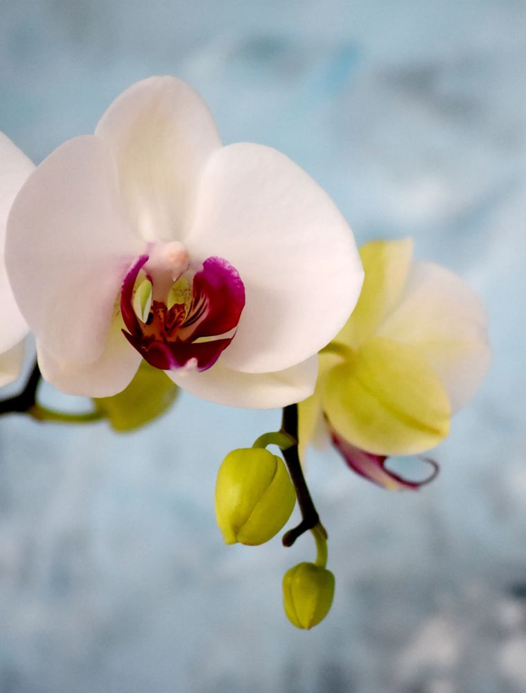 Orchids. Sacred geometry