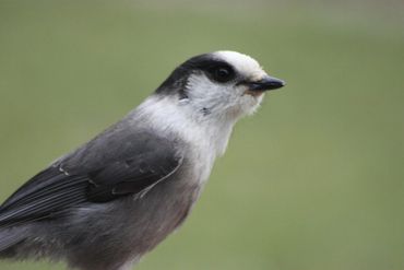 Whiskey Jack/Grey Jay love being fed in the fall at Pine Portage