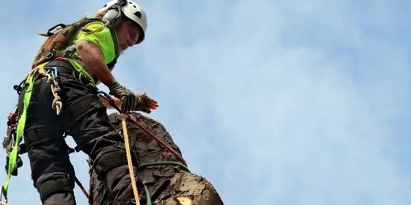 Tree removal in Clear Lake TX