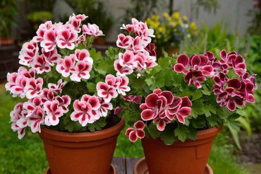 Regal Geraniums