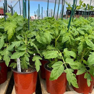 Tomatoes grown from seed at Corn Crib Nursery, Coal Valley, IL. All organic.