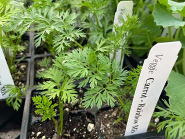 Carrots grown from seed at Corn Crib Nursery in Coal Valley, IL | Visit our garden center!