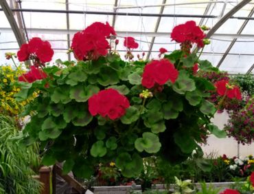 Large Red Geranium in Hanging Basket