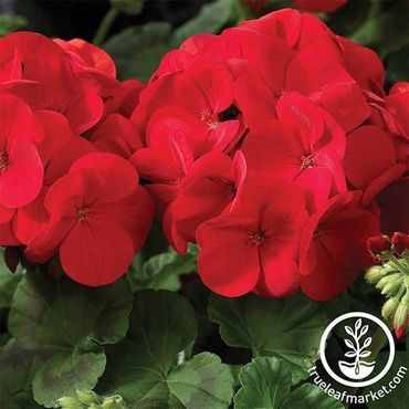 Red Geranium