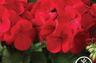 Red Geranium