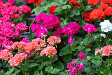 Many varieties of geraniums at our garden center, Corn Crib Nursery