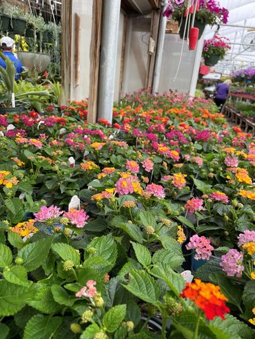Many varieties of Lantana at Corn Crib Nursery in Coal Valley, IL