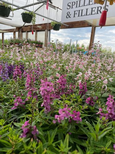 Annuals grown at Corn Crib Nursery. Angelonia in various colors