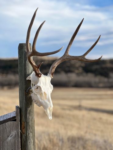 Deer skull with antlers mounted on a wooden post in a rural field.