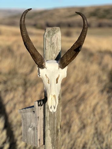 Animal skull with large curved horns mounted on a wooden post in a dry field.