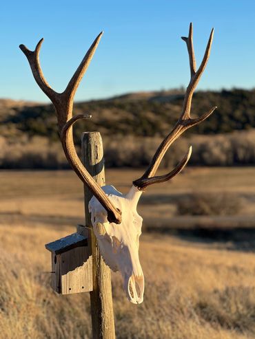 Deer skull with antlers mounted on a wooden post in a dry, open field.
