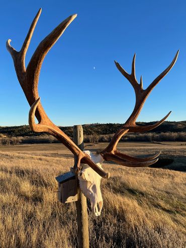 Large antlers mounted on a post in a dry field at sunset.