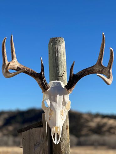 Deer skull with antlers mounted on a wooden post against a clear blue sky.