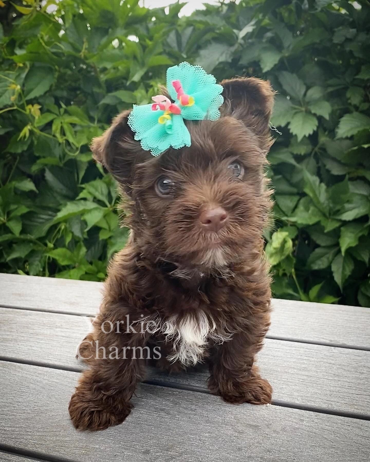 This is our beautiful little dark chocolate, sable girl that was born in our kennel. Meet Lady!