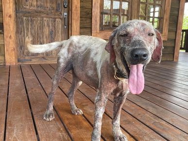 Pantera showed up to us in pretty bad shape one day. Starving, covered in fleas and ticks and blood