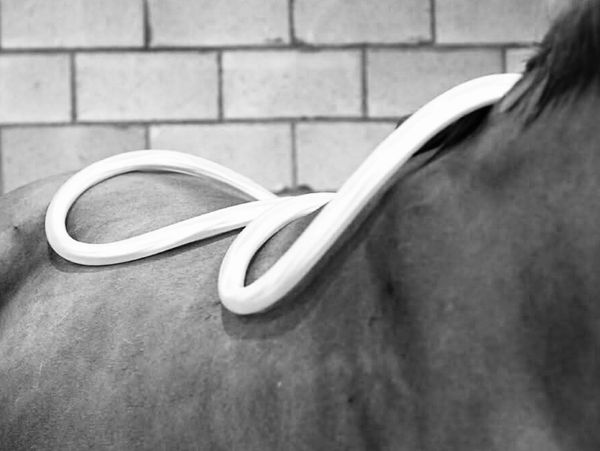 Horse with an oddly shaped whiterope on its back.