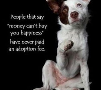 FUREVERDOG RESCUE