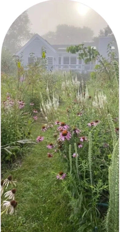 A misty morning garden path leading to a white house surrounded by wildflowers.