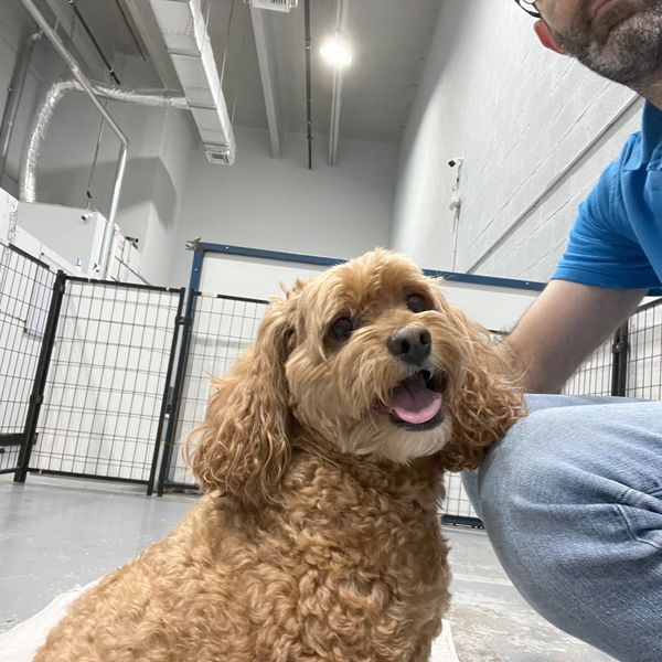 Minigoldendoodle in playground