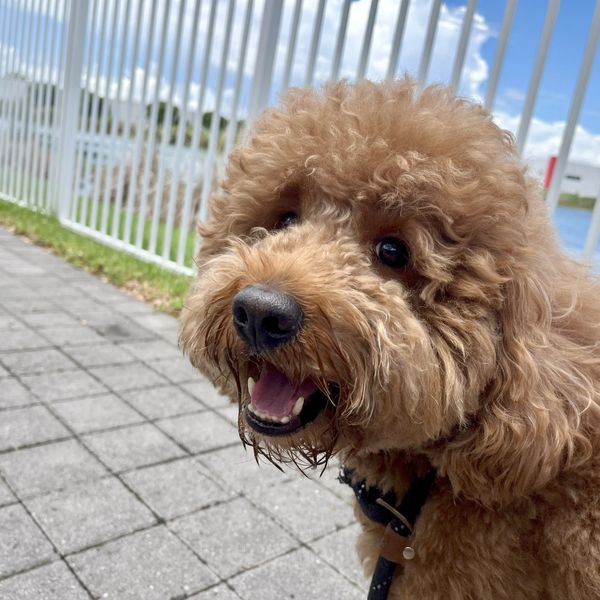 Minigoldendoodle walking