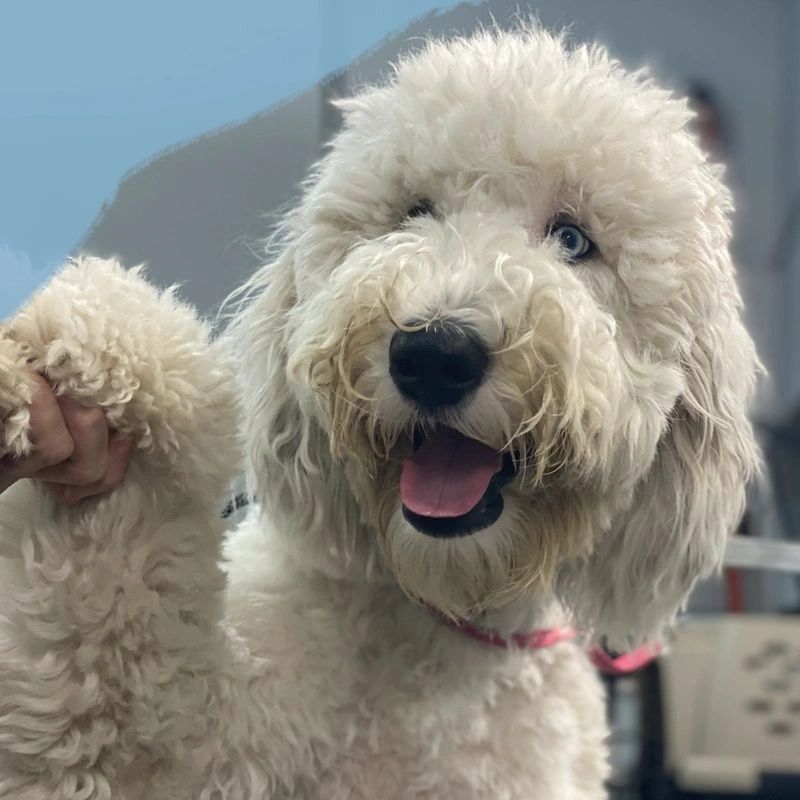 Fluffy white dog with a happy expression and blue eyes.