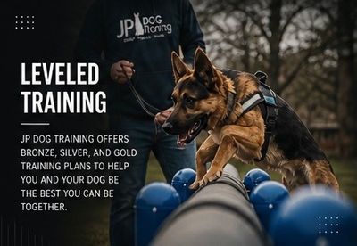 Dog navigating agility equipment during training, demonstrating focus, control, and progression thro