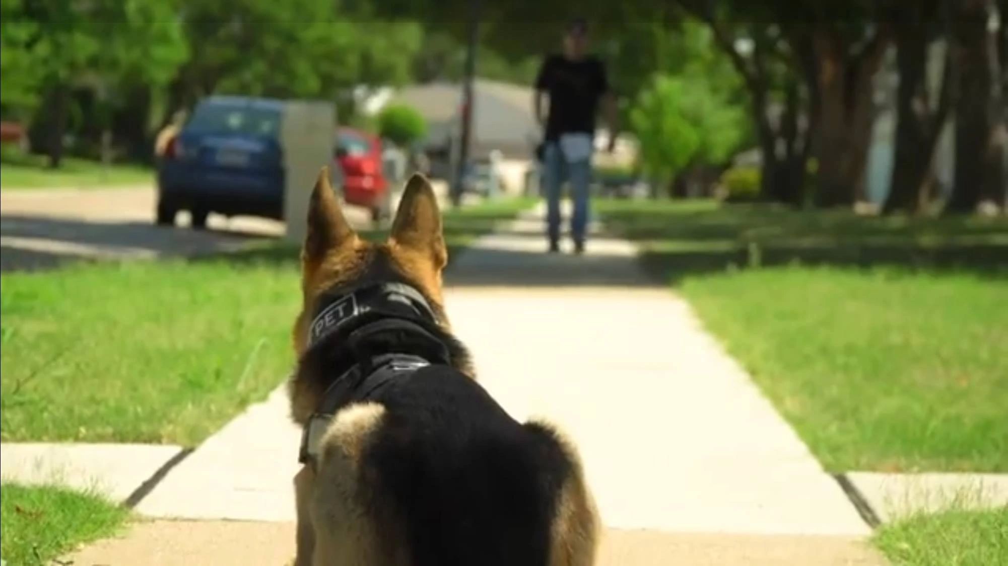 HOME JP Dog Training