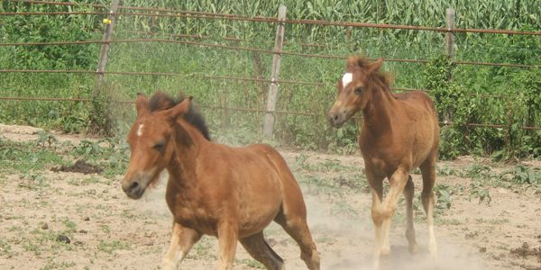Two pony babies chasing each other in their pen, corn field in the background