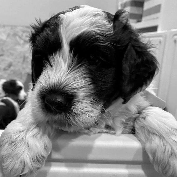 Archie (Green Collar)