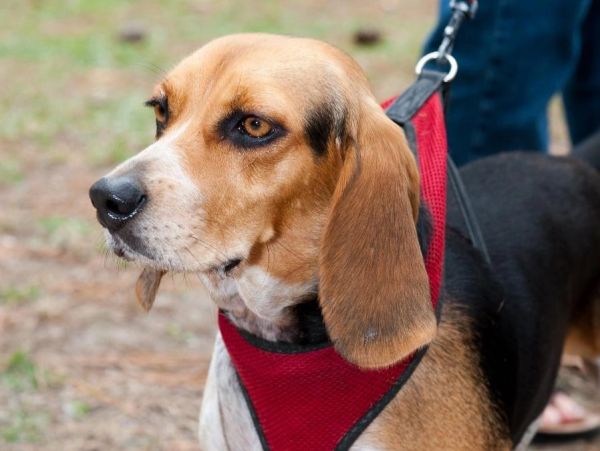 Beagle dog with a red harness on a leash.