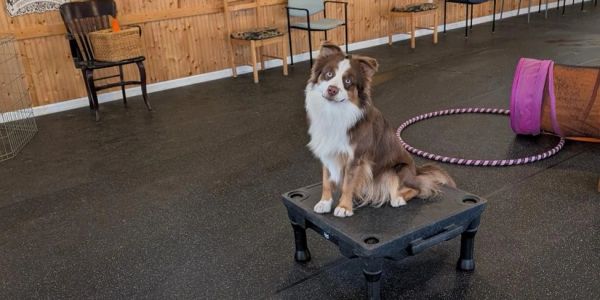 Cute dog sitting on a platform in an indoor training area.