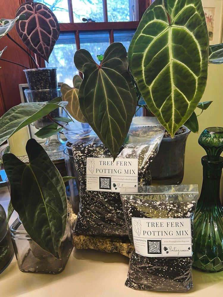 Anthurium and tree fern potting mix for aroids