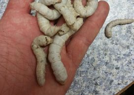Jumbo silkworms from North West Reptile Feeders Bombyx Mori