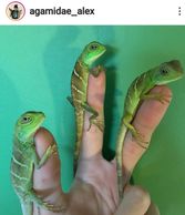 Captive bred Chinese water dragons on fingers