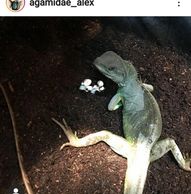 Female green waterdragon has laid her eggs and is going to cover them up