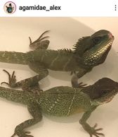 Male and female green waterdragon in water