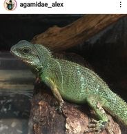 Adult Female green water dragon