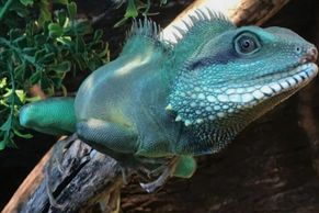Male Chinese waterdragon aka male green water dragon