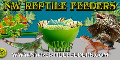 Northwest Reptile feeders banner with lizards around a bowel of hornworms and silkworms