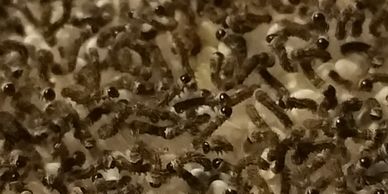 Hatchling silkworms Bombyx Mori from North West Reptile Feeders 