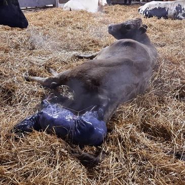 Commercial Cow calving calf
