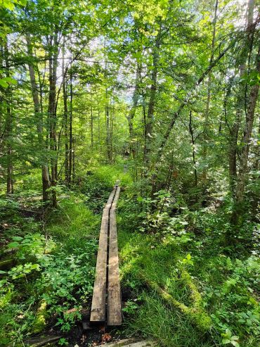Wooden path through a dense green forest.