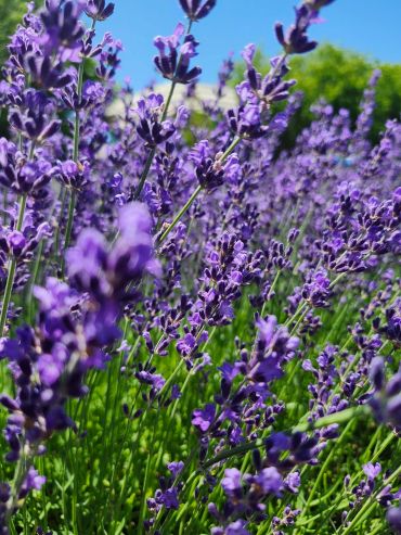 Close-up of vibrant purple lavender flowers under the blue sky.